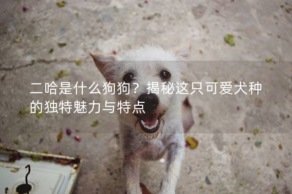 二哈是什么狗狗？揭秘這只可愛犬種的獨特魅力與特點