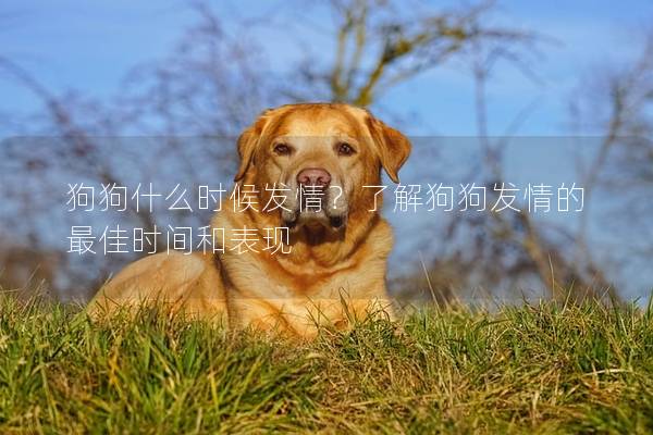 狗狗什么時候發情？了解狗狗發情的最佳時間和表現