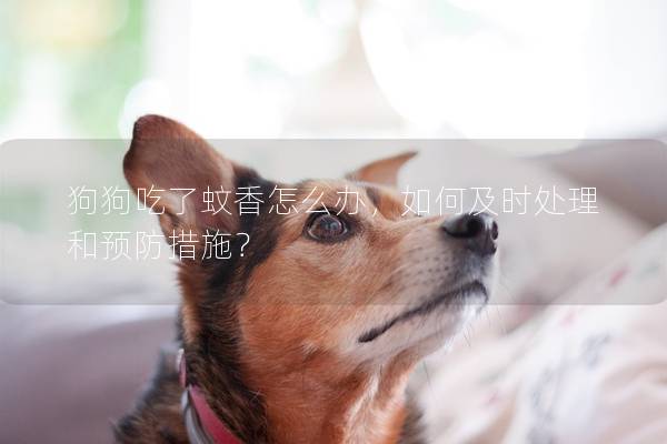 狗狗吃了蚊香怎么辦，如何及時處理和預(yù)防措施？