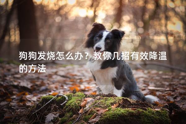 狗狗發燒怎么辦？教你幾招有效降溫的方法