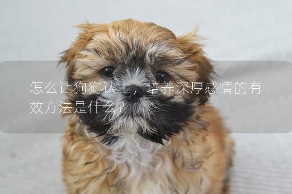 怎么讓狗狗認主，培養深厚感情的有效方法是什么？