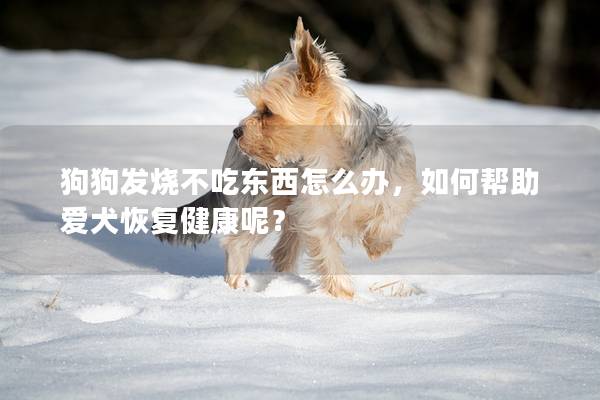 狗狗發燒不吃東西怎么辦，如何幫助愛犬恢復健康呢？