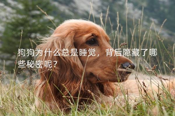 狗狗為什么總是睡覺(jué)，背后隱藏了哪些秘密呢？