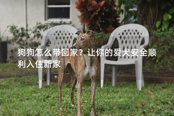 狗狗怎么帶回家？讓你的愛犬安全順利入住新家