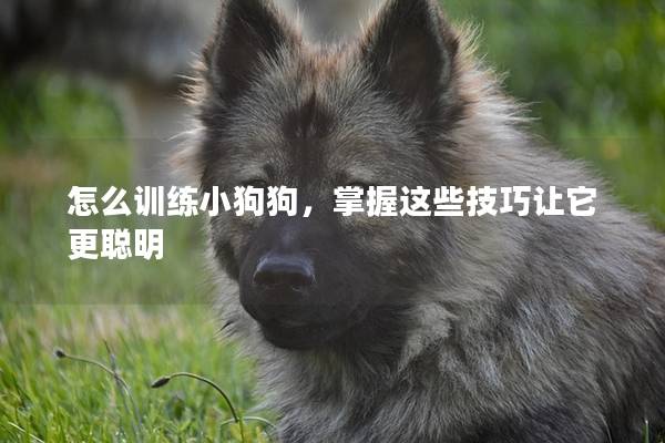 怎么訓(xùn)練小狗狗，掌握這些技巧讓它更聰明