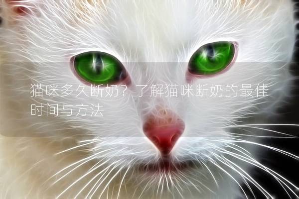 貓咪多久斷奶？了解貓咪斷奶的最佳時(shí)間與方法