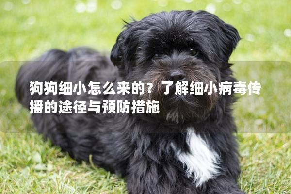 狗狗細小怎么來的？了解細小病毒傳播的途徑與預防措施