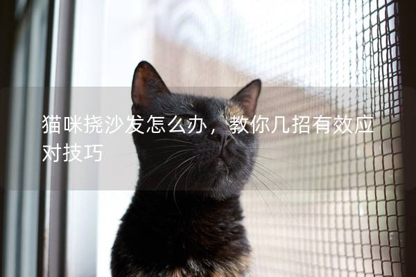 貓咪撓沙發怎么辦，教你幾招有效應對技巧