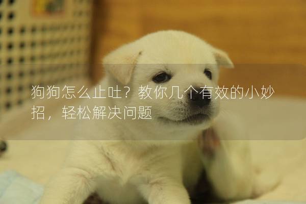 狗狗怎么止吐？教你幾個有效的小妙招，輕松解決問題