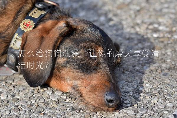 怎么給狗狗洗澡，讓你的愛(ài)犬享受清潔時(shí)光？