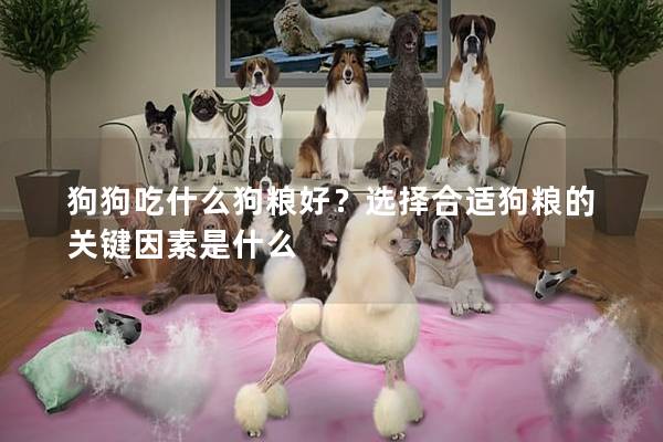 狗狗吃什么狗糧好？選擇合適狗糧的關鍵因素是什么