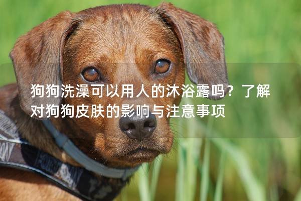 狗狗洗澡可以用人的沐浴露嗎？了解對狗狗皮膚的影響與注意事項