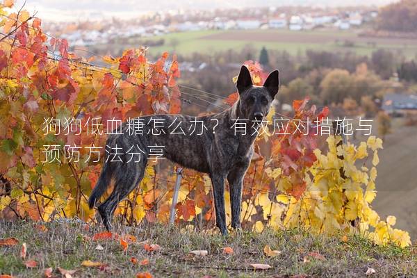 狗狗低血糖怎么辦？有效應對措施與預防方法分享