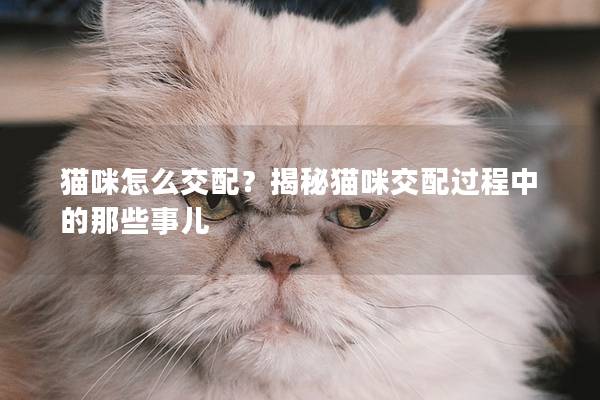 貓咪怎么交配？揭秘貓咪交配過程中的那些事兒