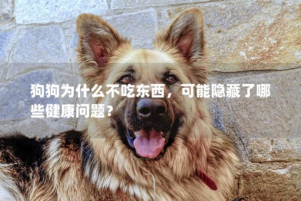 狗狗為什么不吃東西，可能隱藏了哪些健康問題？