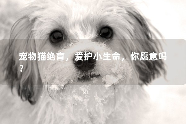 寵物貓絕育，愛護小生命，你愿意嗎？