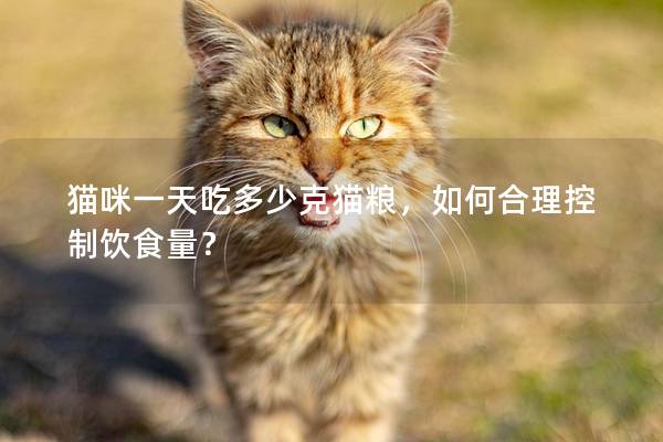 貓咪一天吃多少克貓糧，如何合理控制飲食量？