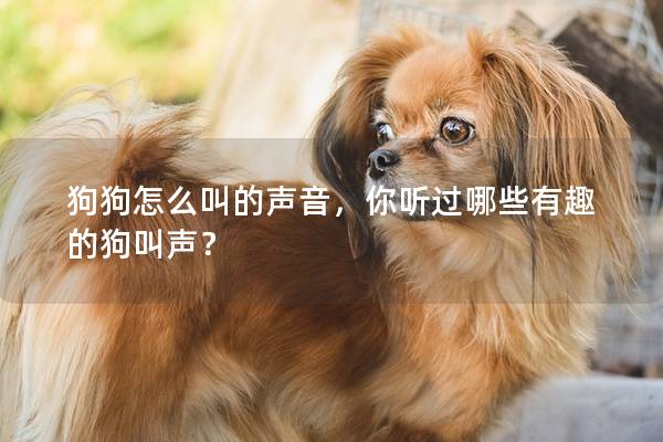 狗狗怎么叫的聲音，你聽(tīng)過(guò)哪些有趣的狗叫聲？