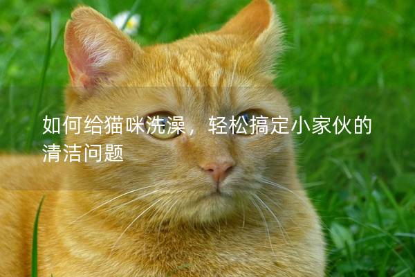 如何給貓咪洗澡，輕松搞定小家伙的清潔問題