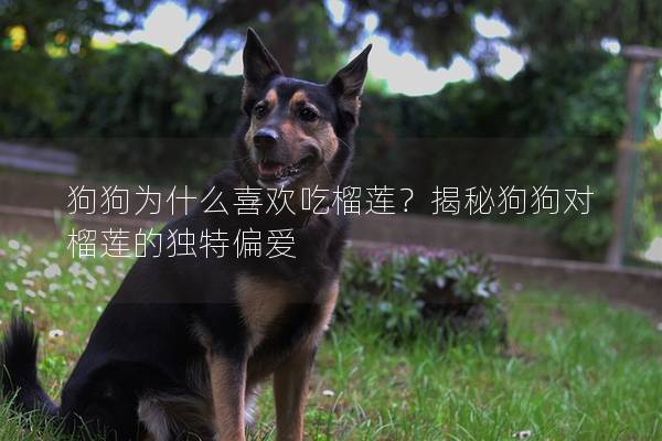 狗狗為什么喜歡吃榴蓮？揭秘狗狗對榴蓮的獨特偏愛