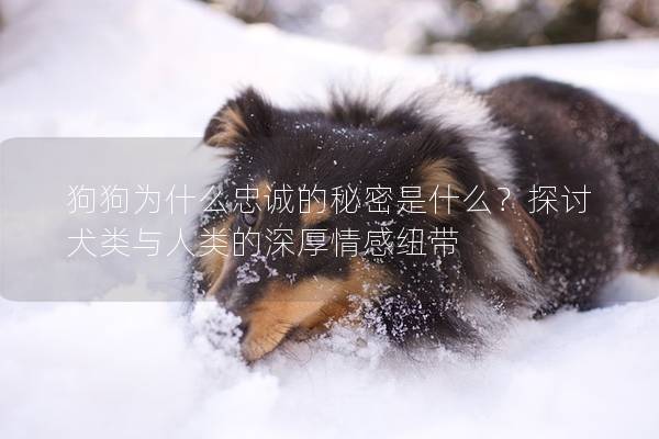 狗狗為什么忠誠的秘密是什么？探討犬類與人類的深厚情感紐帶
