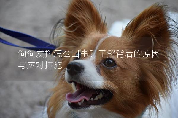 狗狗發抖怎么回事？了解背后的原因與應對措施