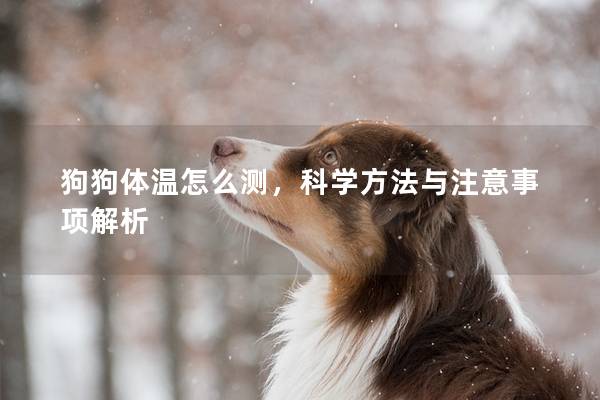 狗狗體溫怎么測，科學方法與注意事項解析
