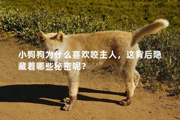 小狗狗為什么喜歡咬主人，這背后隱藏著哪些秘密呢？