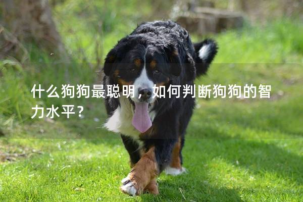 什么狗狗最聰明，如何判斷狗狗的智力水平？
