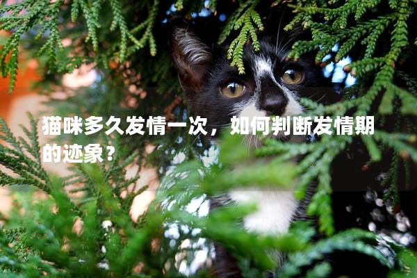 貓咪多久發情一次，如何判斷發情期的跡象？