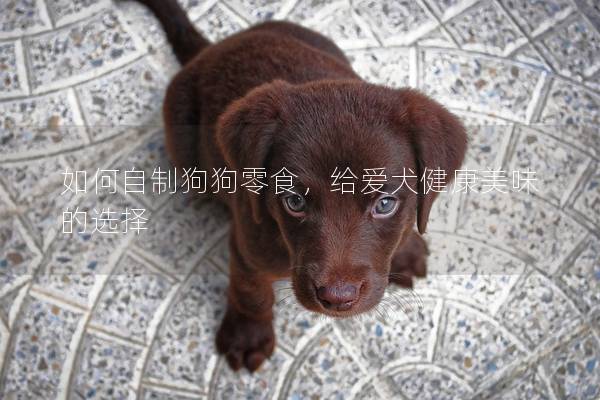 如何自制狗狗零食,給愛犬健康美味的選擇 如何自制狗狗零食,給愛犬健康美味的選擇