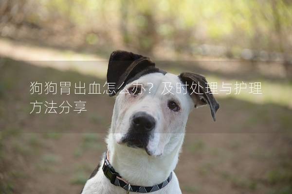 狗狗胃出血怎么辦？及時處理與護理方法分享