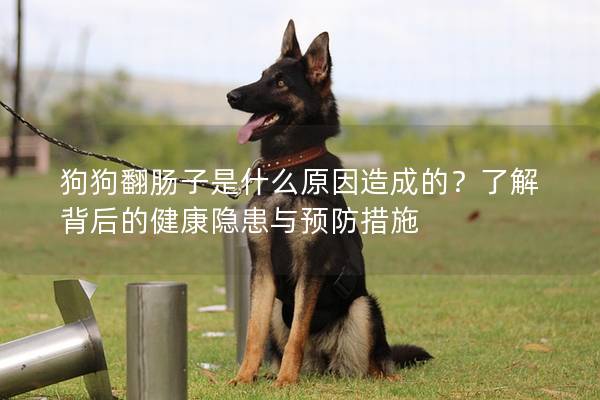狗狗翻腸子是什么原因造成的？了解背后的健康隱患與預防措施