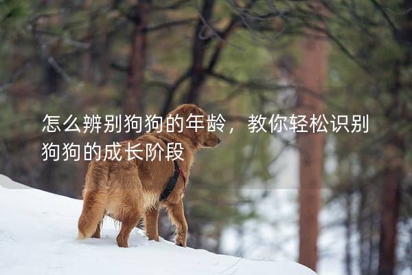 怎么辨別狗狗的年齡，教你輕松識別狗狗的成長階段