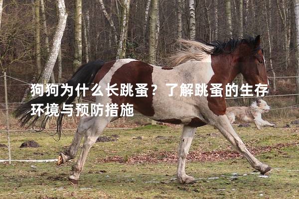狗狗為什么長跳蚤？了解跳蚤的生存環境與預防措施