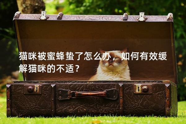 貓咪被蜜蜂蟄了怎么辦，如何有效緩解貓咪的不適？