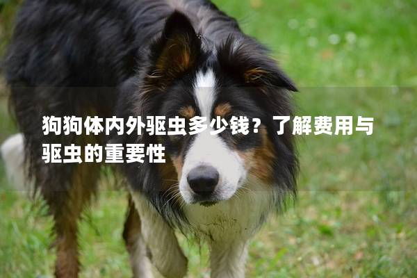 狗狗體內外驅蟲多少錢？了解費用與驅蟲的重要性