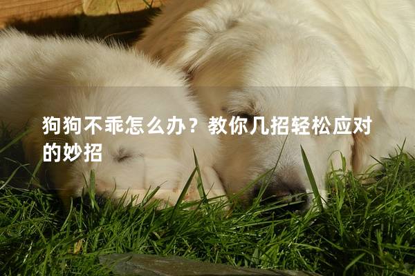 狗狗不乖怎么辦？教你幾招輕松應對的妙招