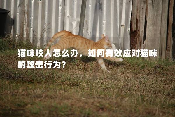 貓咪咬人怎么辦，如何有效應對貓咪的攻擊行為？