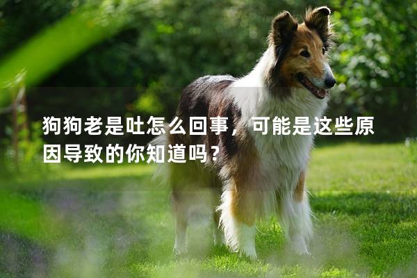 狗狗老是吐怎么回事，可能是這些原因導致的你知道嗎？