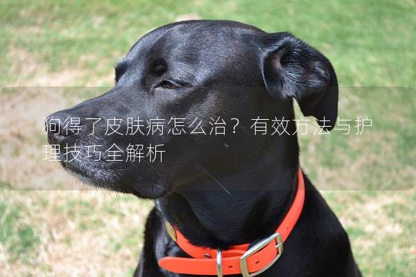 狗得了皮膚病怎么治？有效方法與護理技巧全解析