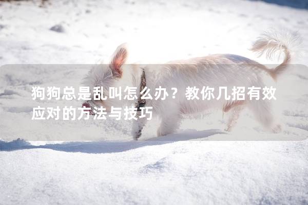 狗狗總是亂叫怎么辦？教你幾招有效應對的方法與技巧