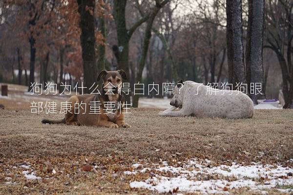 狗狗為什么會得白內(nèi)障？了解狗狗眼部健康的重要性