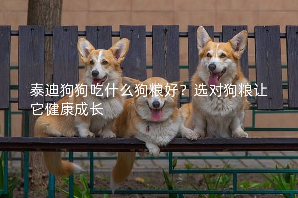 泰迪狗狗吃什么狗糧好？選對狗糧讓它健康成長