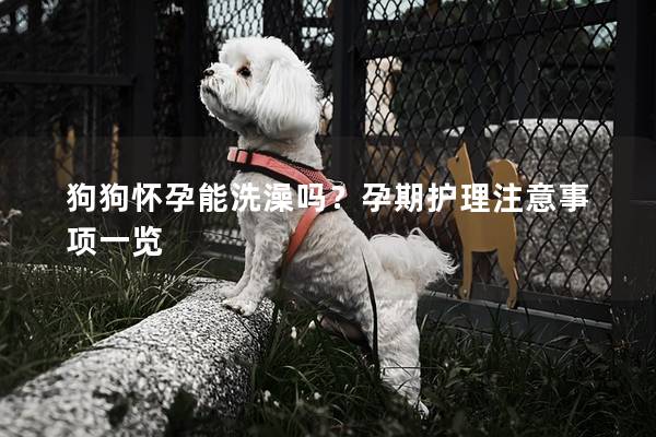 狗狗懷孕能洗澡嗎？孕期護理注意事項一覽
