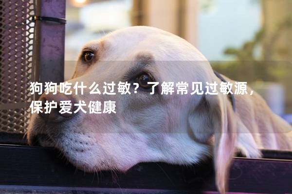 狗狗吃什么過敏？了解常見過敏源，保護(hù)愛犬健康