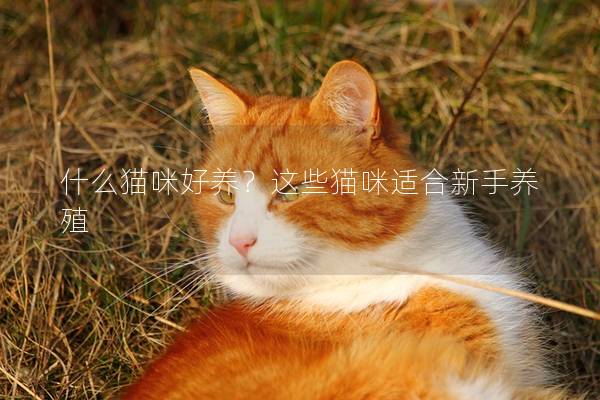 什么貓咪好養？這些貓咪適合新手養殖
