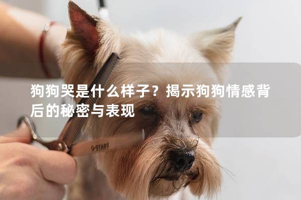 狗狗哭是什么樣子？揭示狗狗情感背后的秘密與表現