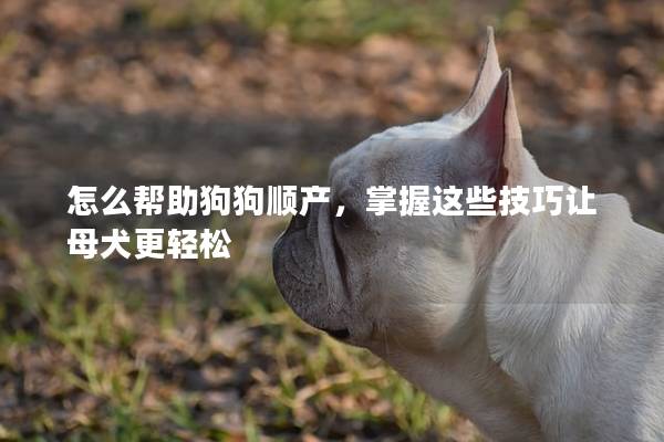 怎么幫助狗狗順產，掌握這些技巧讓母犬更輕松