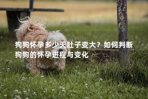 狗狗懷孕多少天肚子變大？如何判斷狗狗的懷孕進程與變化